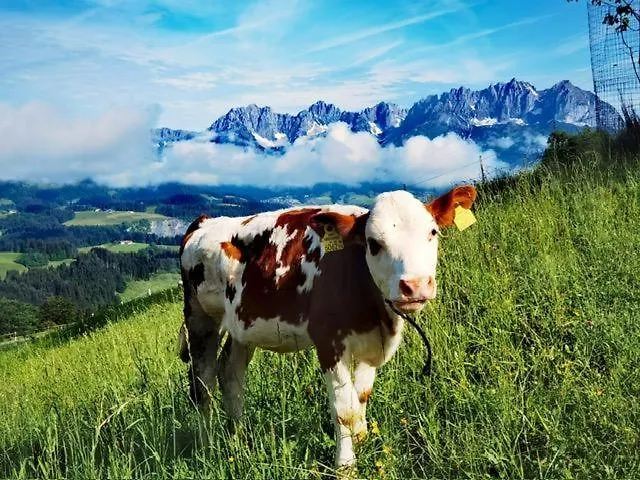 Bauernhof Sinnersberg * Κίτσμπουελ